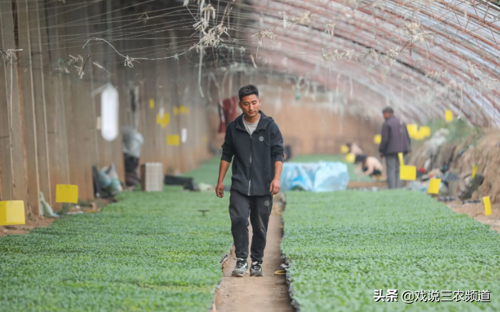 创业做什么好成本低,农村集市上的小生意远比外出打工赚得多插图